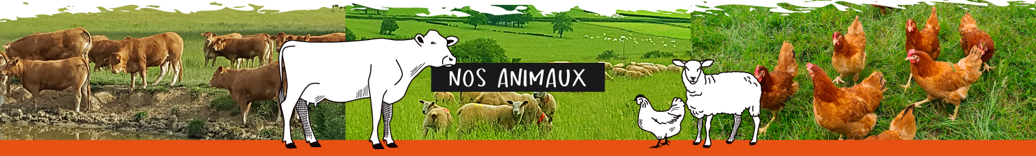 IMG-HEADER-ANIM